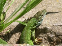 European Green Lizard (Lacerta viridis)