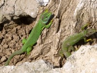 European Green Lizard (Lacerta viridis)