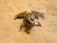 Marsh Frog (Rana ridibunda)