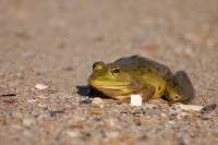 Marsh Frog (Rana ridibunda)