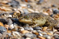 Marsh Frog (Rana ridibunda)