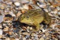 Marsh Frog (Rana ridibunda)