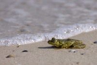 Marsh Frog (Rana ridibunda)