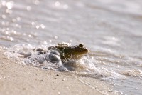 Marsh Frog (Rana ridibunda)