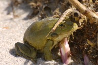 Marsh Frog (Rana ridibunda)