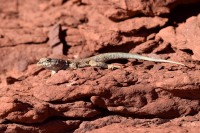 Sagebrush lizard (Sceloporus graciosus)
