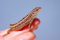 Sand Lizard (Lacerta agilis)