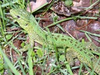 Sand Lizard (Lacerta agilis)