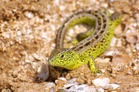 Sand Lizard (Lacerta agilis)