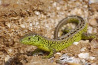 Sand Lizard (Lacerta agilis)