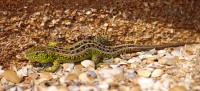 Sand Lizard (Lacerta agilis)