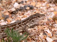 Steppe Racerunner or Stepperunner (Eremias arguta)