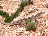 Steppe Racerunner or Stepperunner (Eremias arguta)