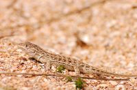 Steppe Racerunner or Stepperunner (Eremias arguta)