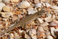Steppe Racerunner or Stepperunner (Eremias arguta)