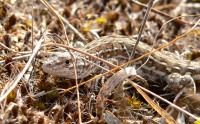 Steppe Racerunner or Stepperunner (Eremias arguta)