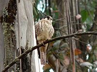 American Kestrel (Falco sparverius)