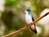Andean Emerald (Amazilia franciae)