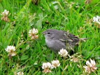 Ash-breasted Sierra-finch (Phrygilus plebejus)