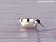Avocet, Pied Avocet (Recurvirostra avocetta)