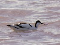 Avocet, Pied Avocet (Recurvirostra avocetta)