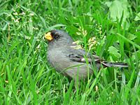 Band-tailed Seedeater (Catamenia analis)