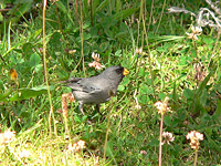Band-tailed Seedeater (Catamenia analis)