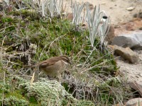 Bar-winged Cinclodes (Cinclodes fuscus)