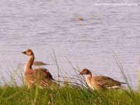 Bean Goose (Anser fabalis)