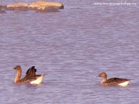 Bean Goose (Anser fabalis)