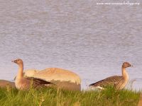 Bean Goose (Anser fabalis)