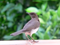 Black-billed Thrush (Turdus ignobilis)