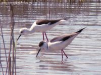 Black-necked Stilt (Himantopus himantopus)