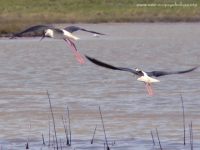 Black-necked Stilt (Himantopus himantopus)