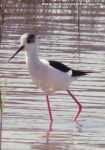 Black-necked Stilt (Himantopus himantopus)