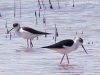 Black-necked Stilt (Himantopus himantopus)