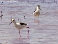 Black-necked Stilt (Himantopus himantopus)
