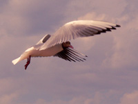 Black-headed Gull (Larus ridibundus)
