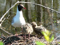 Black-headed Gull (Larus ridibundus)