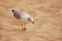 Black-headed Gull (Larus ridibundus)