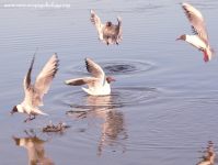 Black-headed Gull (Larus ridibundus)