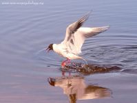Black-headed Gull (Larus ridibundus)