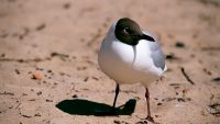 Black-headed Gull (Larus ridibundus)