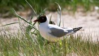 Black-headed Gull (Larus ridibundus)
