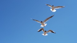 Black-headed Gull (Larus ridibundus)
