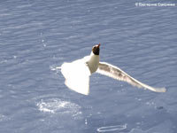 Black-headed Gull (Larus ridibundus)