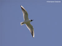 Black-headed Gull (Larus ridibundus)