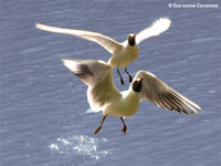Black-headed Gull (Larus ridibundus)