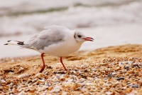 Black-headed Gull (Larus ridibundus)