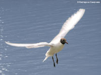 Black-headed Gull (Larus ridibundus)